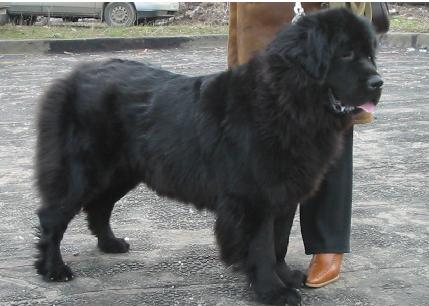 minks11.JPG (25831 bytes)